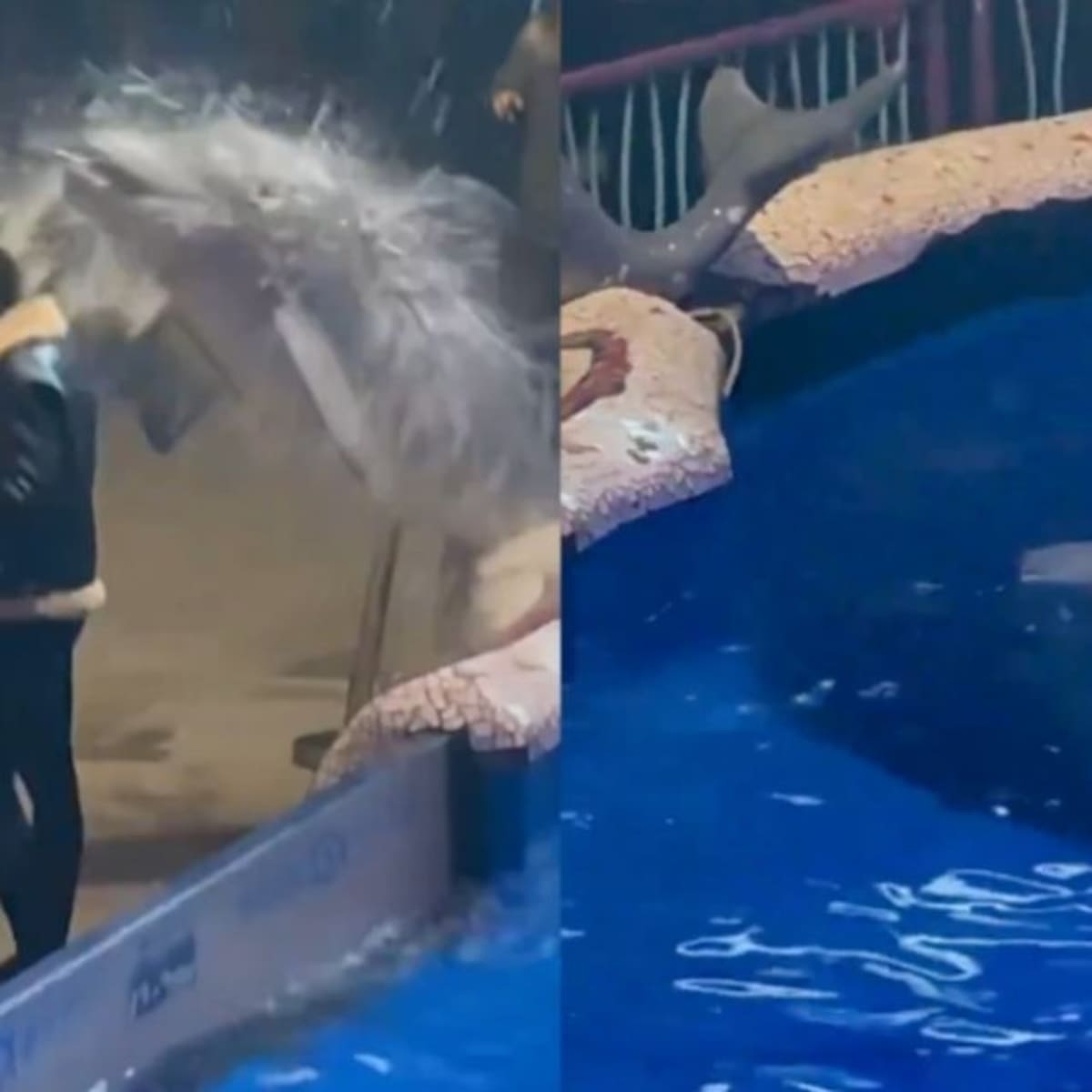 Ignoró el "prohibido fumar" en un acuario de China y una ballena lo castigó: así le apagó el cigarrillo.