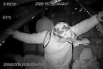 Videos revelan cómo delincuentes roban maletas en buses intermunicipales mientras viajan