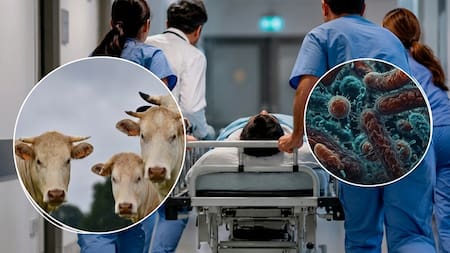 Virus Shamonda: muerte de paciente en Francia abre interrogantes sobre su salto al ser humano