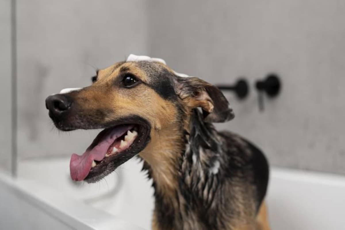 Para mantener la higiene de un perro, se recomienda bañarlo una vez cada 3 meses, aunque esto puede variar según la raza, el tipo de pelo y el estilo de vida del animal. Foto: Freepik/Vanguardia
