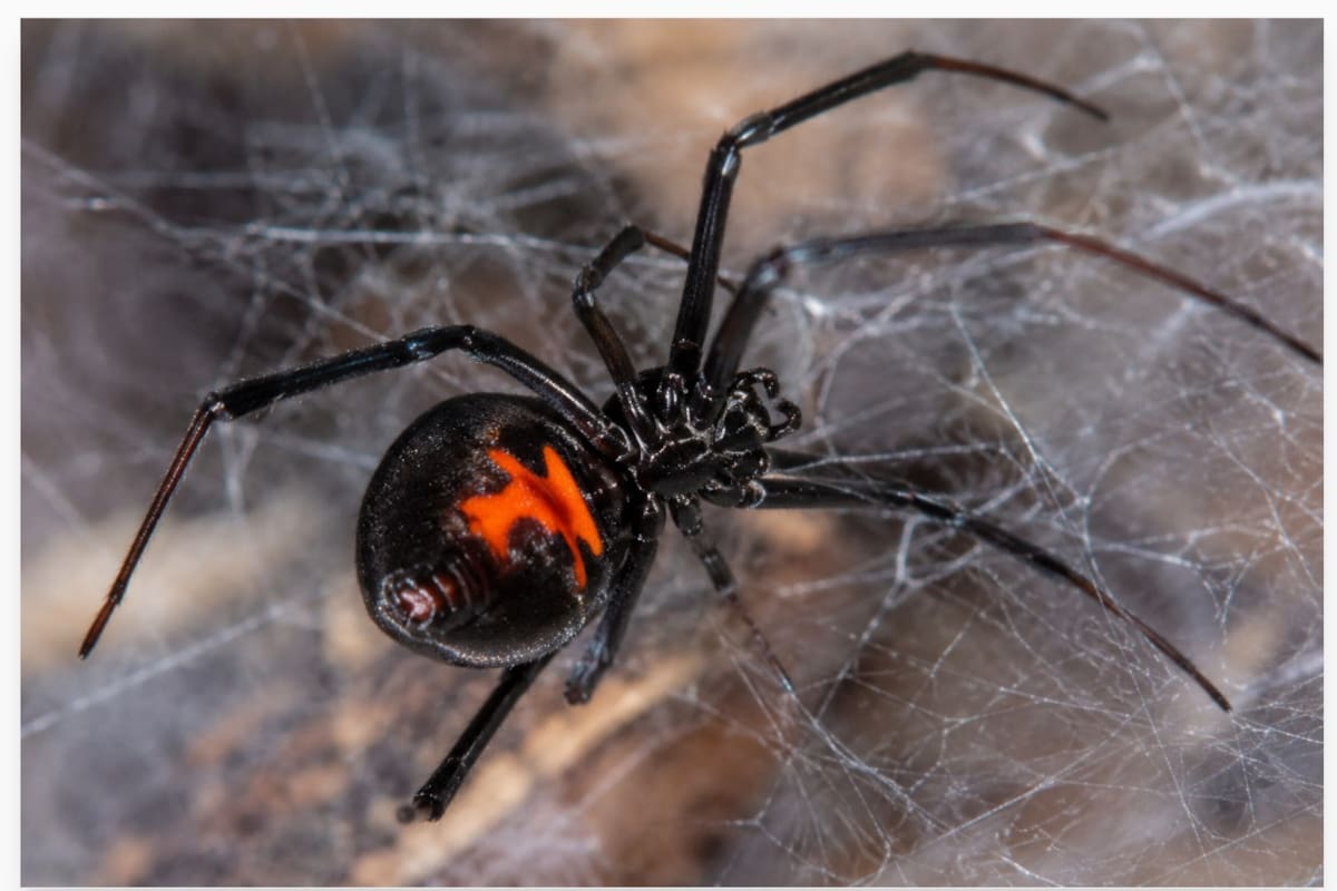 Viuda Negra