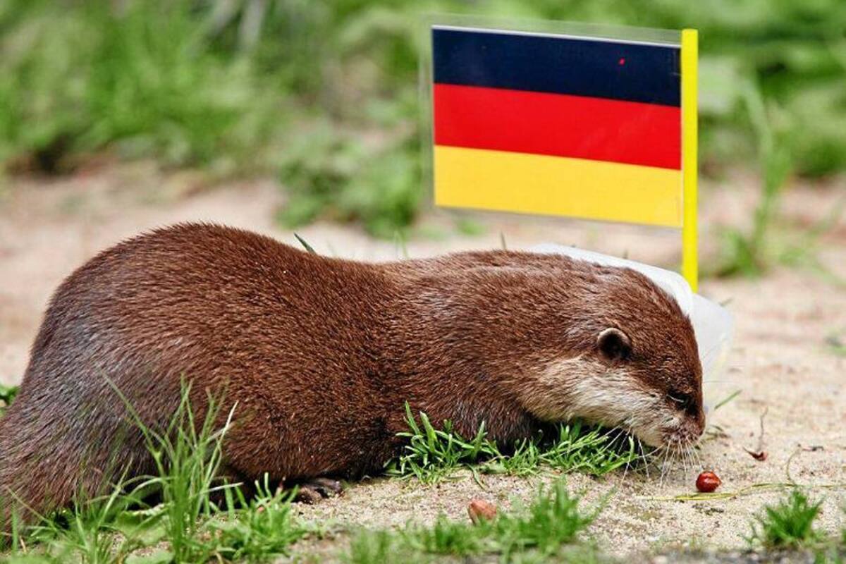Un cerdo, un hurón y una elefanta, los adivinos de la Eurocopa (Foto: Tomado de Internet/ VANGUARDIA LIBERAL)