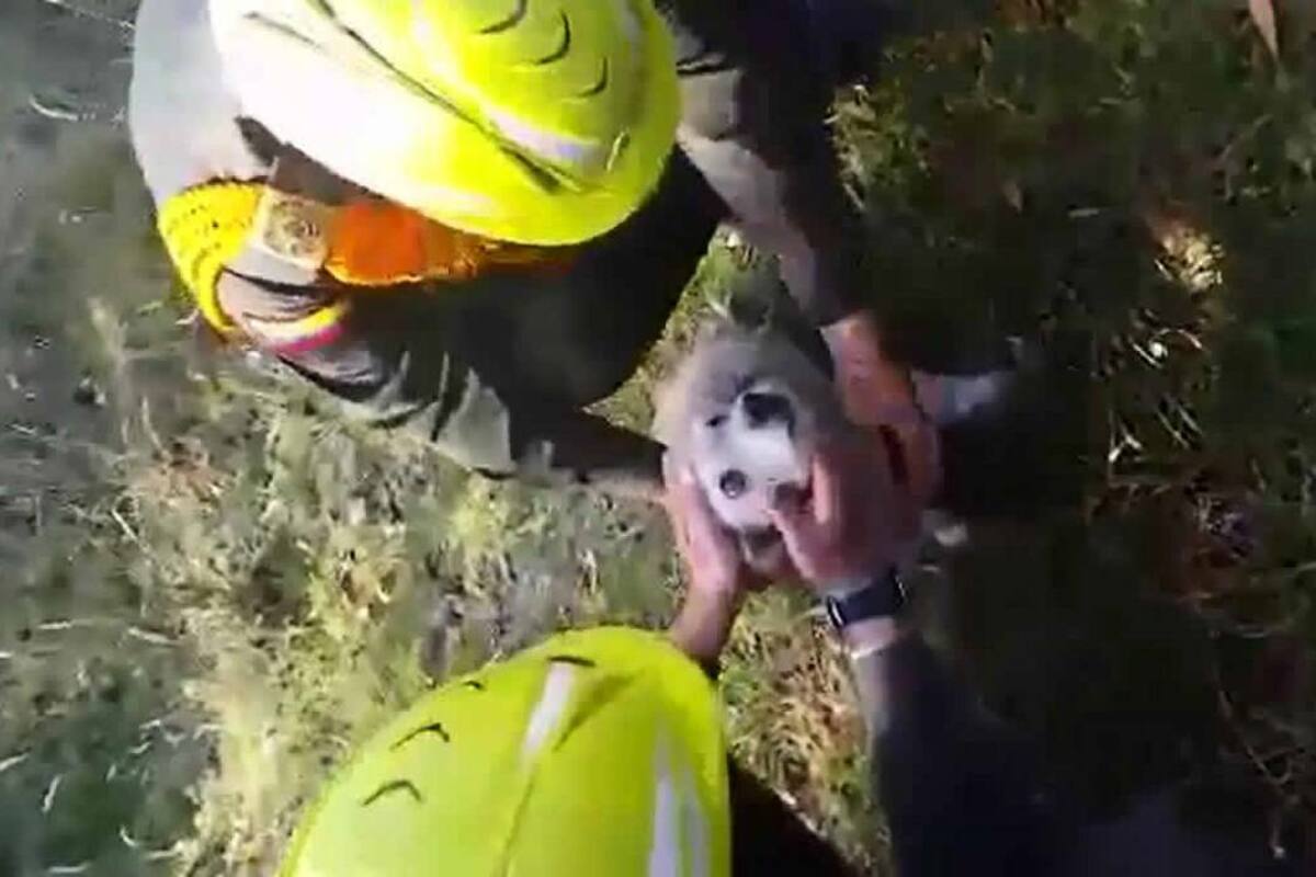 Carabineros salvan un perro en una construcción abandonada (Foto: Colprensa /VANGUARDIA LIBERAL)