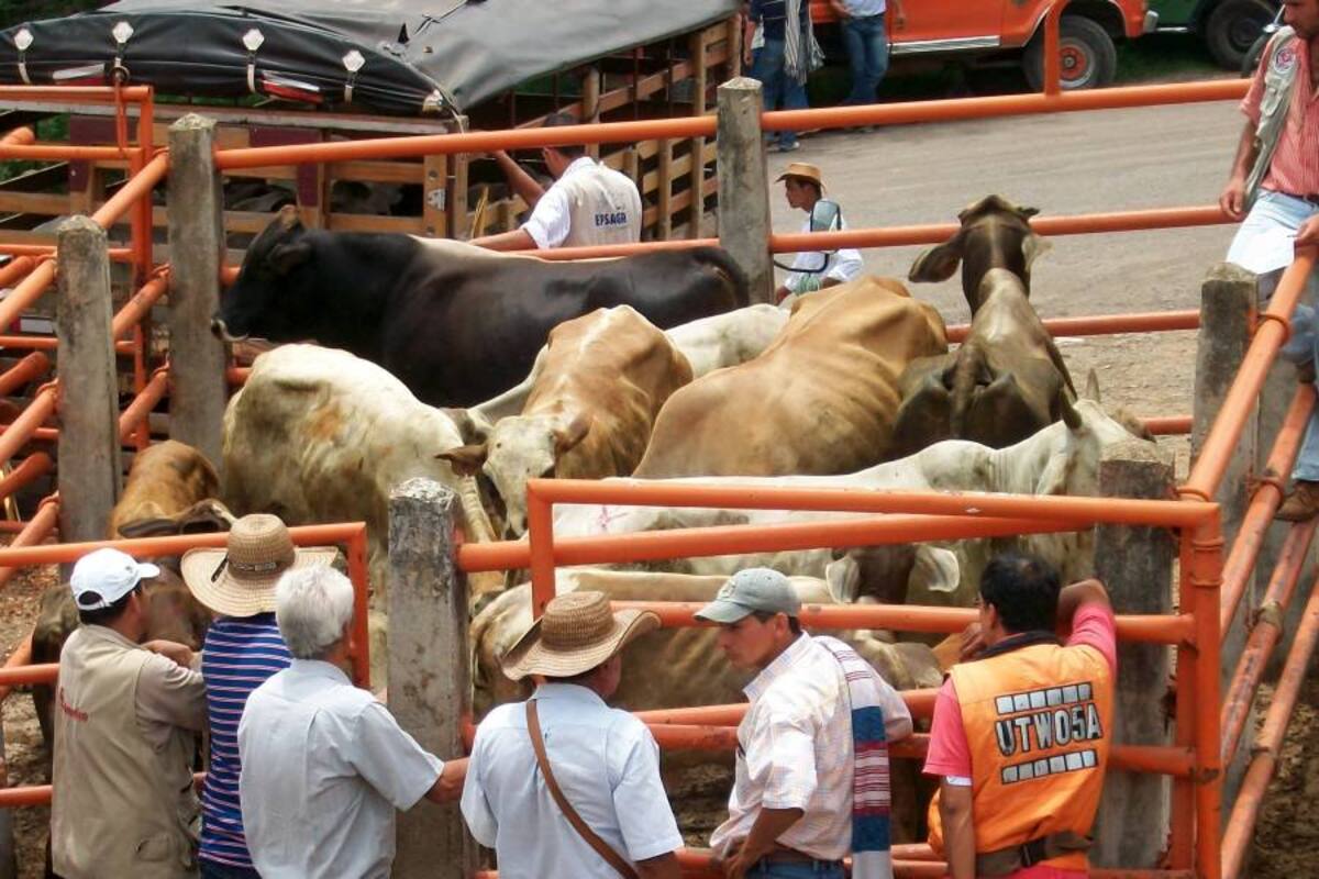 Ganaderos reclaman mayor seguridad. (Foto: Archivo, VANGUARDIA LIBERAL)