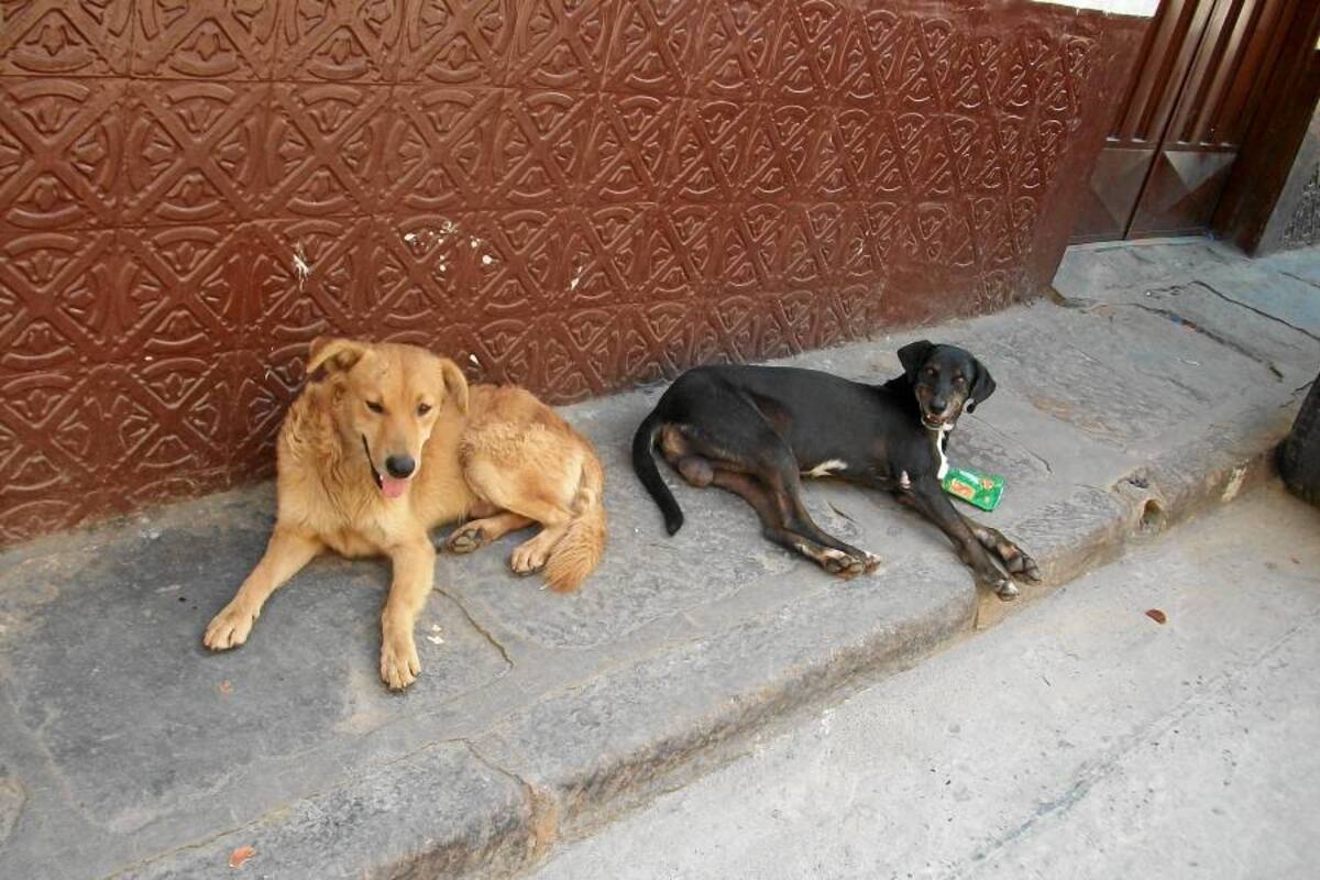 Policías quemaron a dos perros vivos (Foto: Archivo/VANGUARDIA LIBERAL)