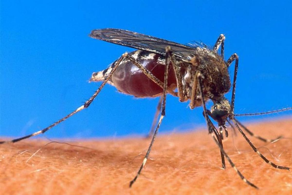 Diez personas mueren por dengue en Cali (Foto: Archivo/VANGUARDIA LIBERAL)