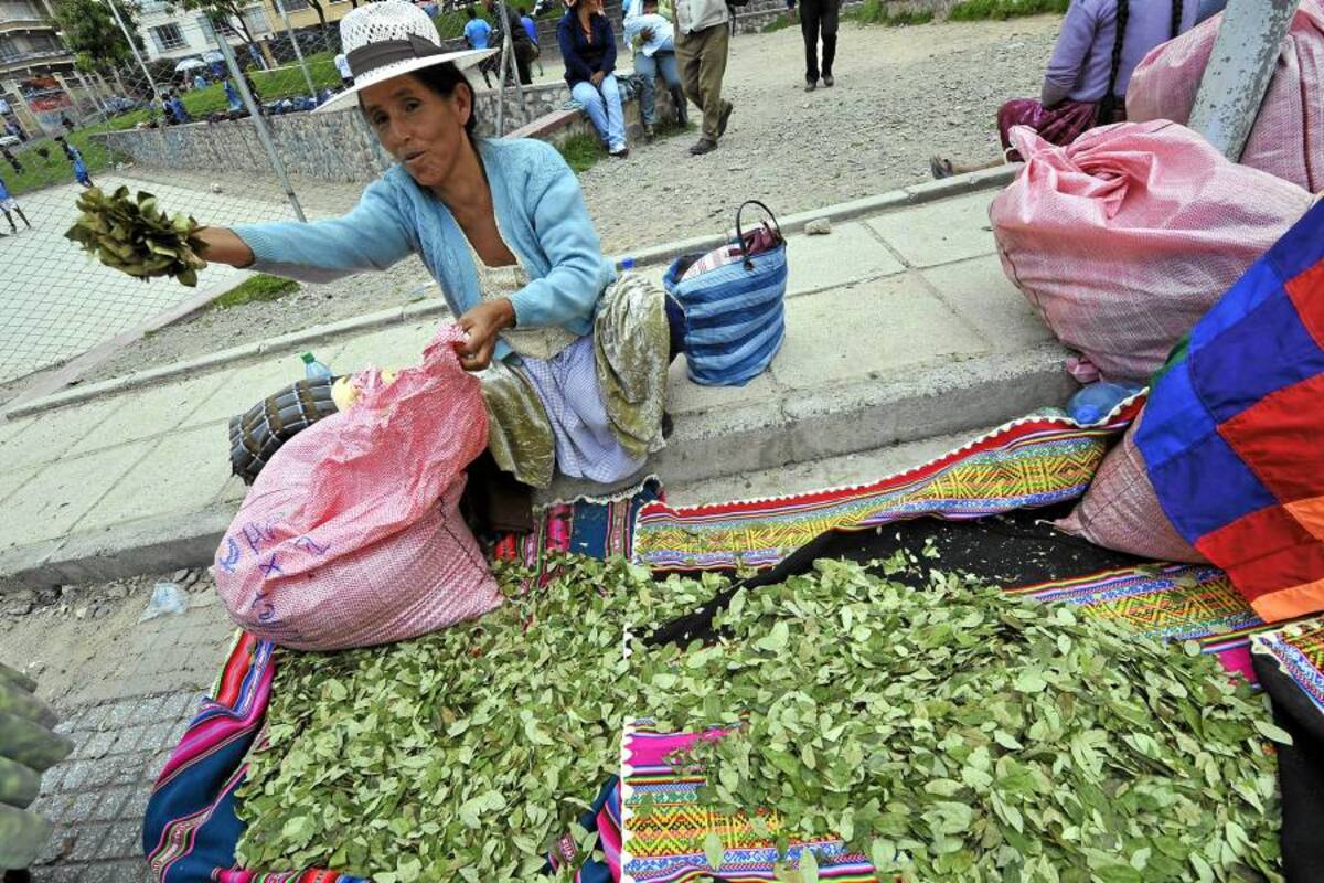 Gobierno peruano reduciría 30 % de producción de coca en 2016 (Foto: AFP/ VANGUARDIA LIBERAL)