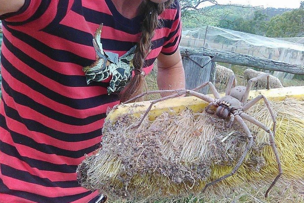 Fotografía de araña gigante impacta Facebook (Foto: TOMADO DE FACEBOOK.COM/VANGUARDIA LIBERAL)
