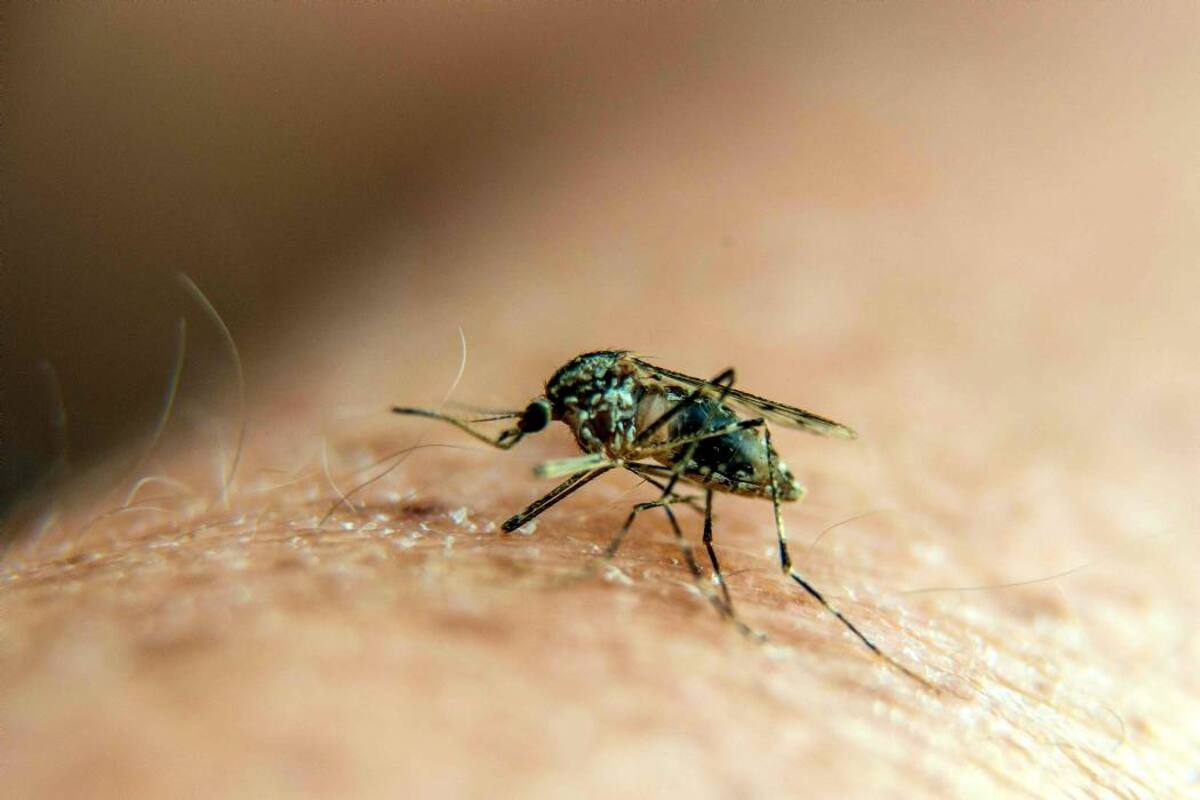 Expertos consideran que la Malaria continua siendo un grave problema de salud pública en Colombia. (Foto: Archivo /VANGUARDIA LIBERAL)