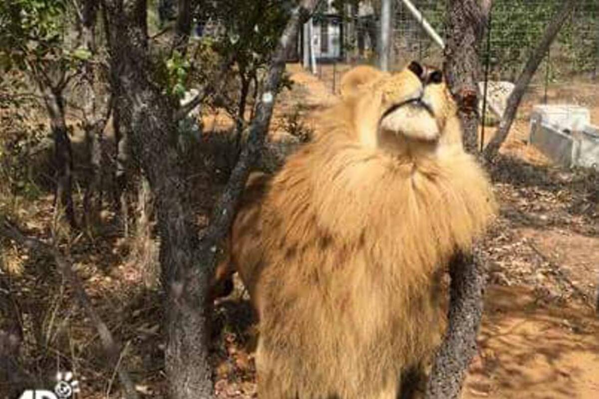 Los leones de Bucaramanga ya están en Sudáfrica (Foto: Tomado de ADI Latinoamérica en Facebook/ VANGUARDIA LIBERAL)
