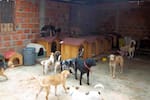 Un ‘pendiente’ con los animales en el Concejo de Bucaramanga