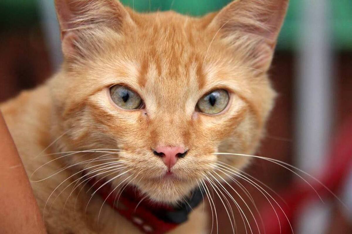 El reto de alimentar a una superpoblación de gatos (Foto: Archivo/VANGUARDIA LIBERAL)