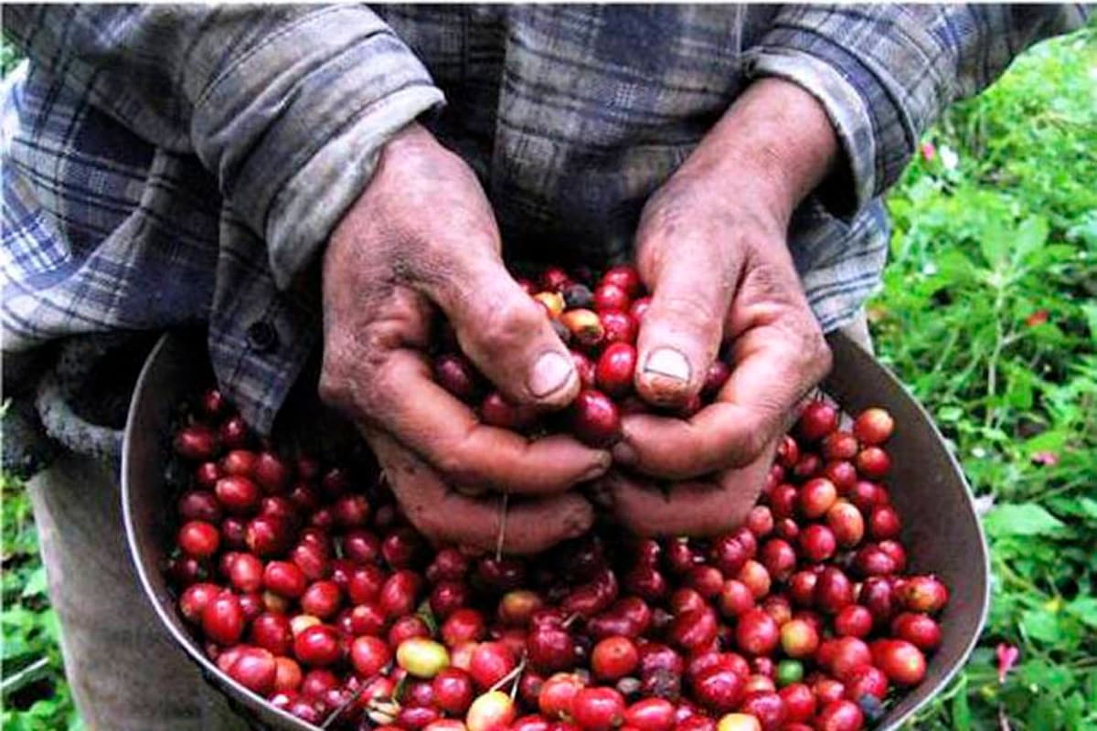 Auge minero-energético reduciría frontera cafetera (Foto: Archivo/VANGUARDIA LIBERAL)