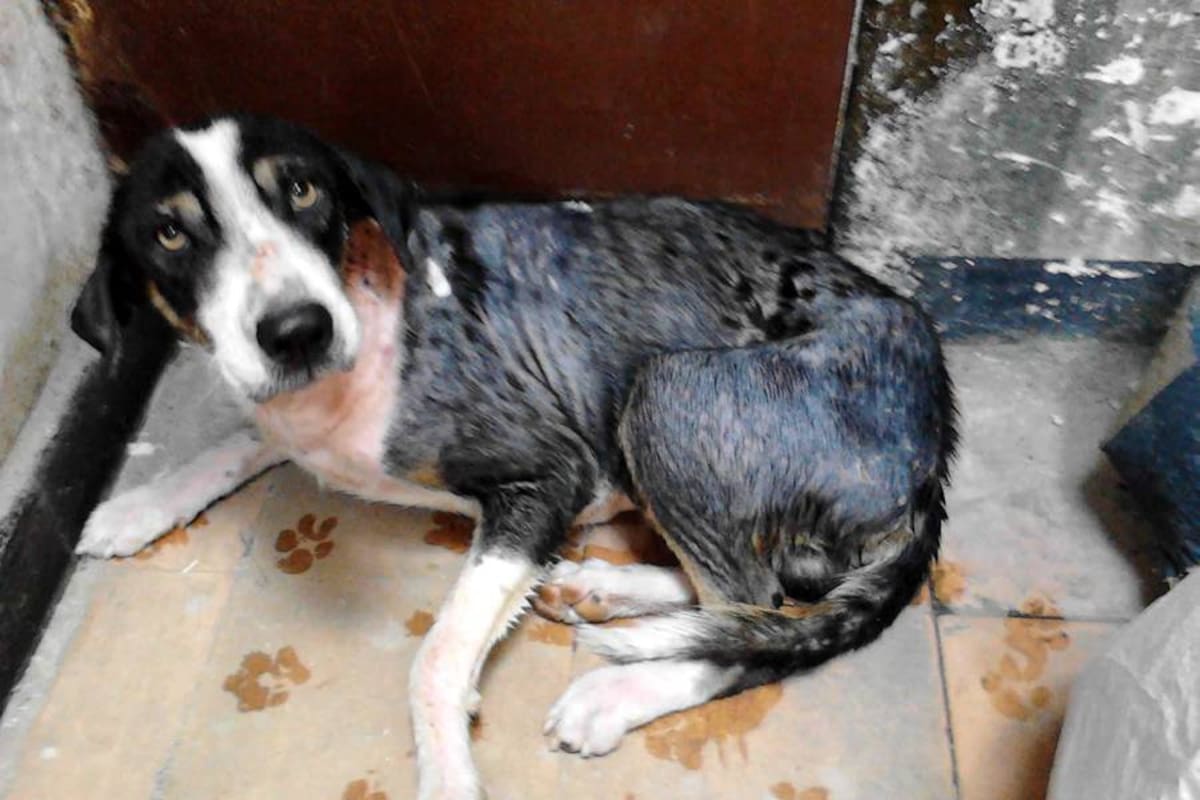 Por intolerancia, apuñalan en varias ocasiones a un perro en Bucaramanga (Foto: Foto Suministrada/VANGUARDIA LIBERAL)