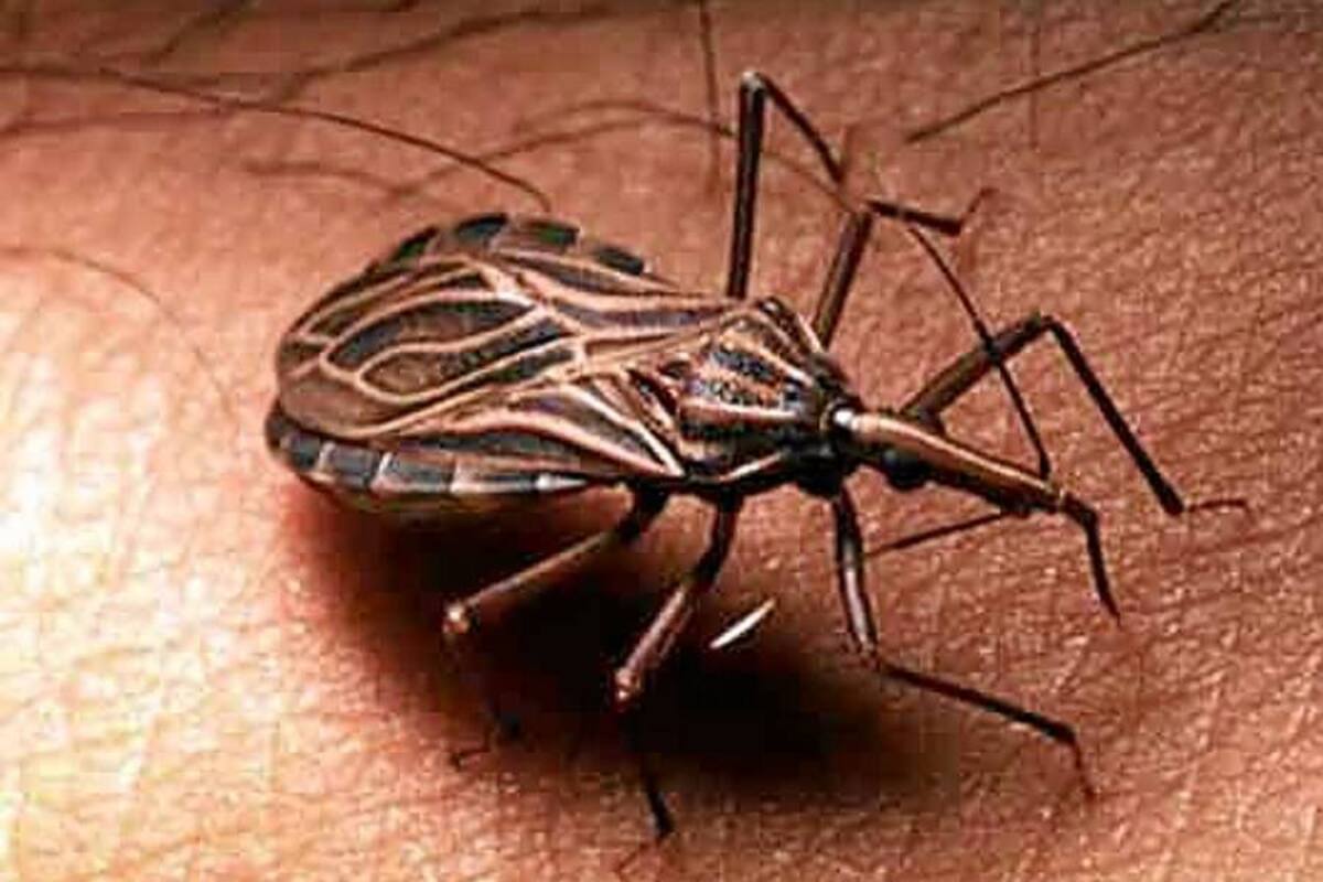 Mal de Chagas: “el nuevo sida de América Latina” (Foto: TOMADA DE INTERNET )