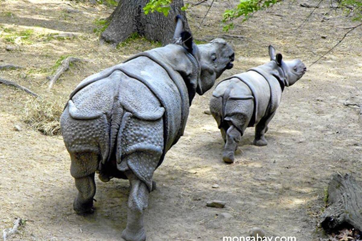 Un rinoceronte de Sumatra, especie rara, nació en cautiverio (Foto: Tomada de internet/VANGUARDIA.COM)