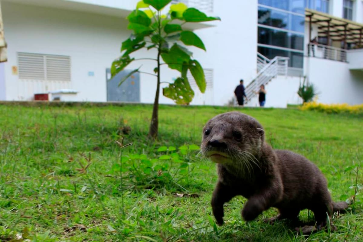 Rescatan una nutria “bebé” en Santander (Foto: Suministrada/VANGUARDIA LIBERAL)