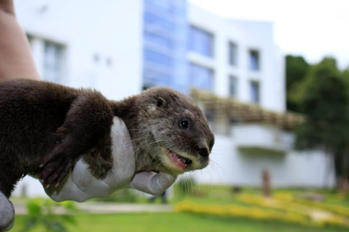 Rescatan una nutria “bebé” en Santander (Foto: Suministrada/VANGUARDIA LIBERAL)