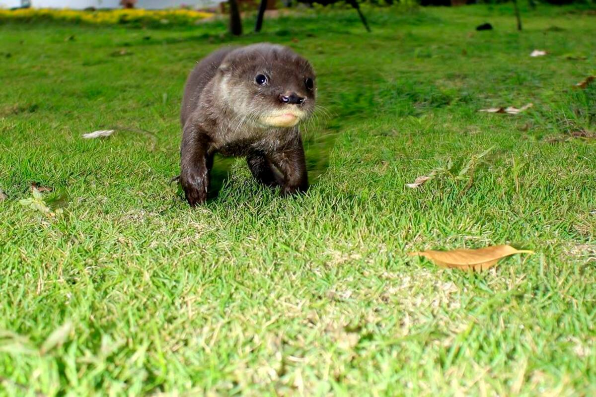Rescatan una nutria “bebé” en Santander (Foto: Suministrada/VANGUARDIA LIBERAL)