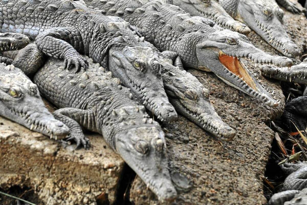 Once muertos al naufragar barco en lago infestado de cocodrilos en Zimbabue (Foto: Archivo/VANGUARDIA LIBERAL)