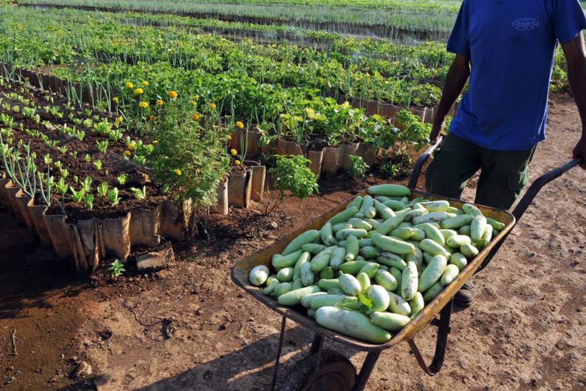 La FAO lanza una alianza del suelo por la seguridad alimentaria del planeta. (Foto: Efe/ VANGUARDIA LIBERAL)