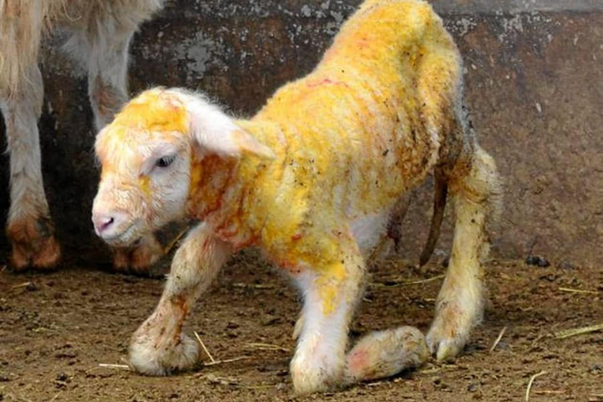 Clonan oveja portadora de grasa buena para el corazón (Foto: TOMADA DE INTERNET)
