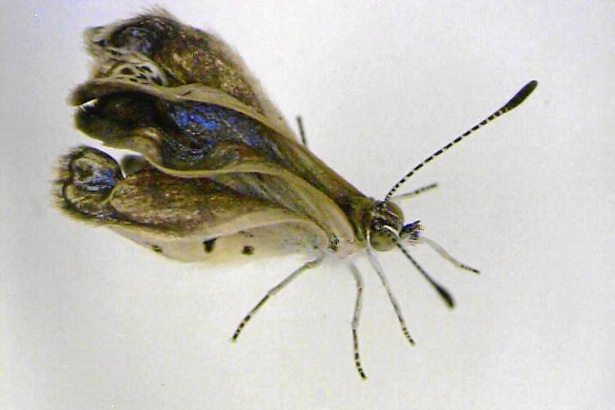 Descubren mutaciones en mariposas por la radiación en Fukushima (Foto: EFE/VANGUARDIA LIBERAL)