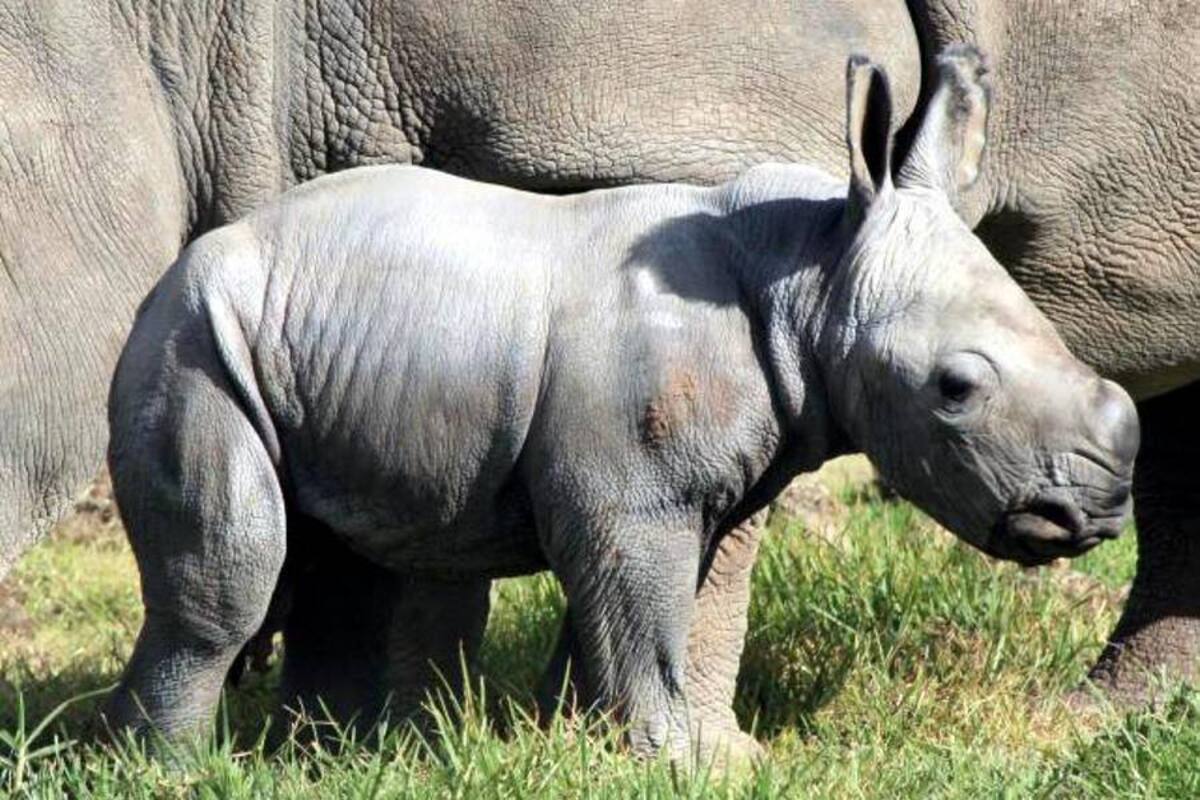 Nace un rinoceronte blanco en un zoológico de Australia (Foto: Tomada de Internet/ VANGUARDIA LIBERAL)