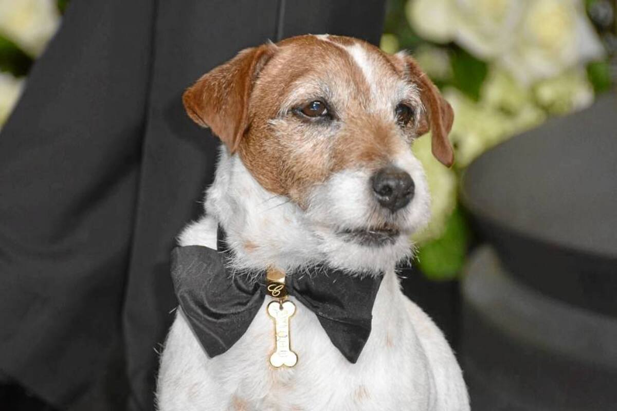 El perro de "The artist" asistirá a una cena con el presidente Barack Obama (Foto: TOMADA DE INTERNET/VANGUARDIA.COM)