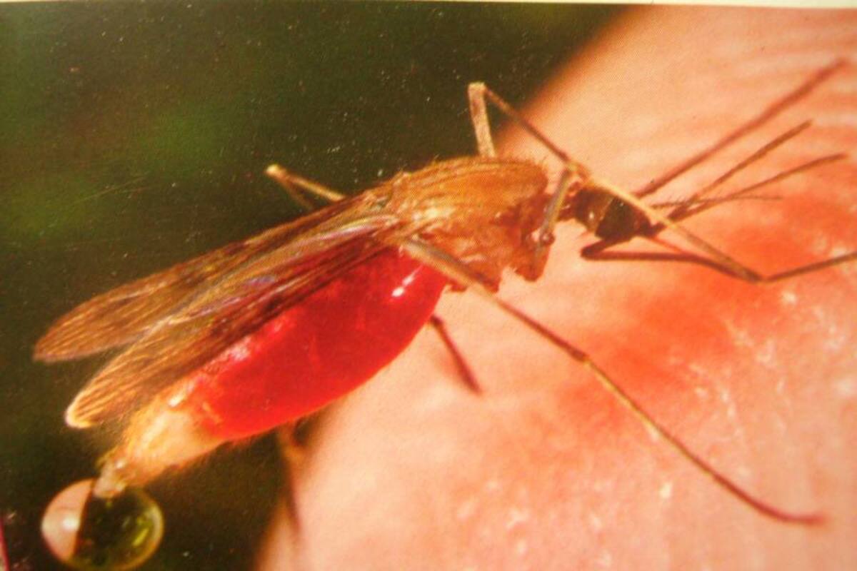 Autoridades de salud a la expectativa por aumento de casos de dengue en Bucaramanga (Foto: Archivo/VANGUARDIA LIBERAL)