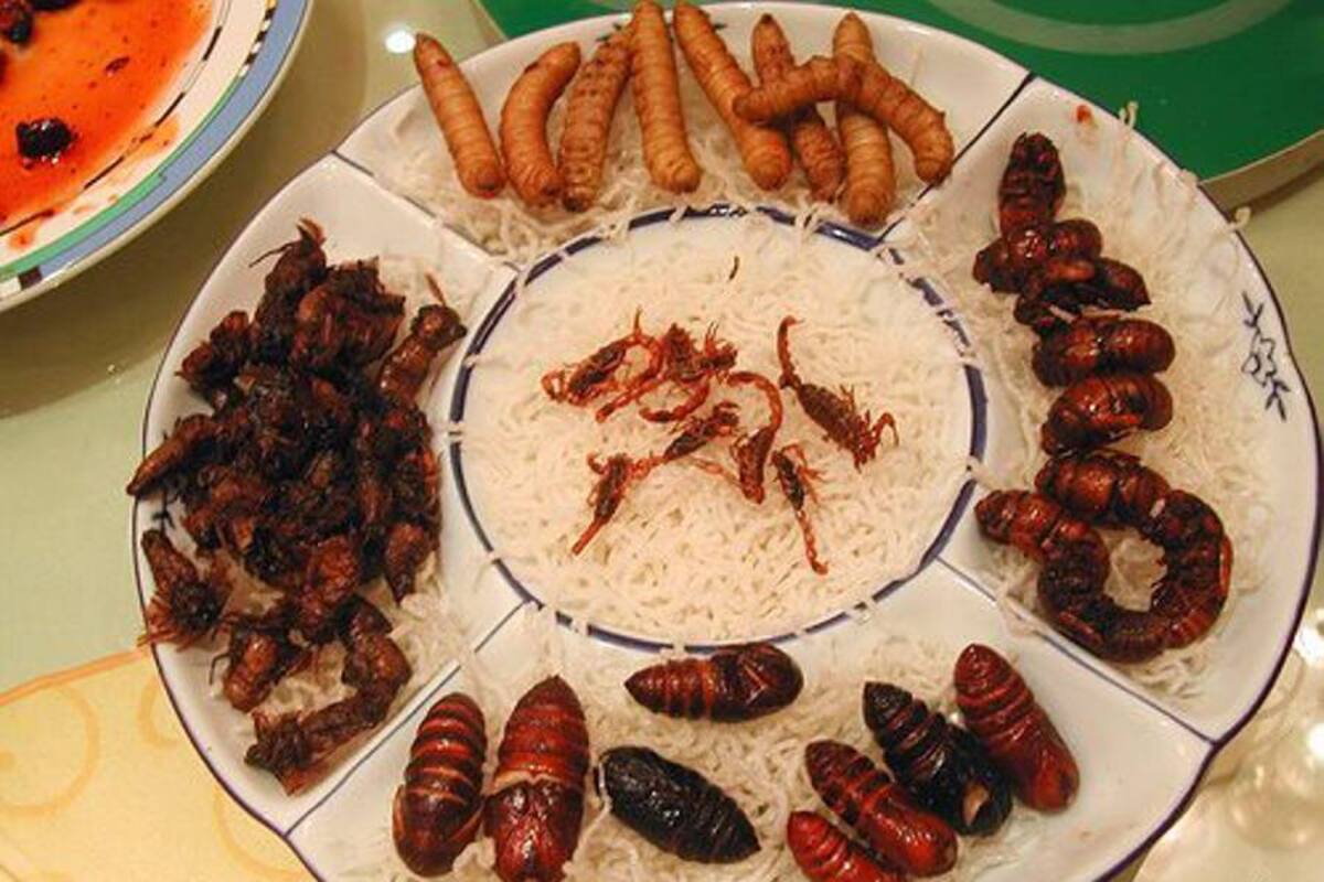 FAO afirma que hay potencial alimentario por explotar en los insectos (Foto: Tomada de Internet/VanguardiaLiberal)
