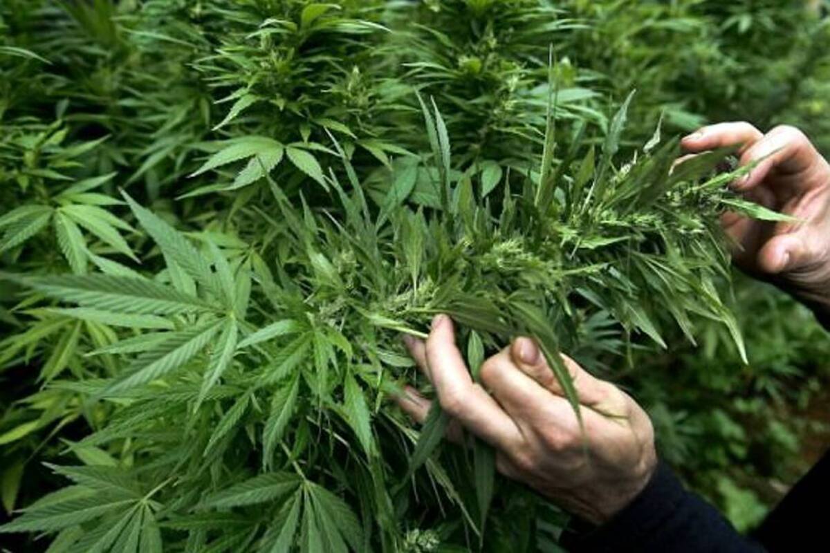 La marihuana medicinal fue aprobada este martes en un referendo paralelo a las elecciones (Foto: EFE/VANGUARDIA LIBERAL)