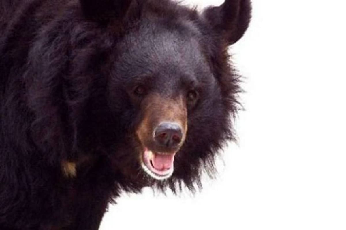 Oso negro causa pánico en suburbios de Japón (Foto: Tomada de espectador.com)