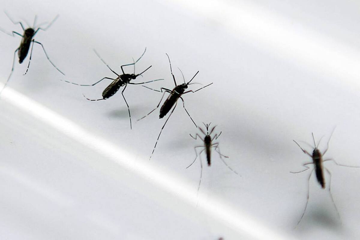 Confirmados dos casos de chikunguña en el Atlántico (Foto: Archivo/VANGUARDIA LIBERAL)