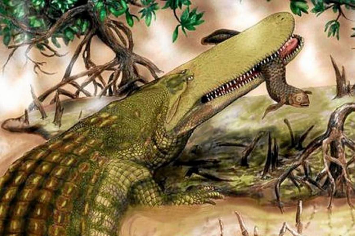 Identifican una nueva especie de cocodrilo que vivió hace 95 millones de años (Foto: Tomado de internet/ VANGUARDIA LIBERAL)