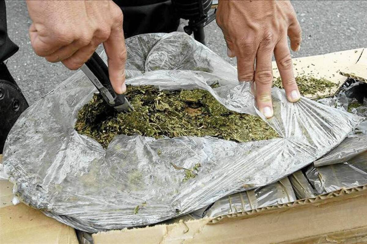 Policía incauta 4,5 toneladas de marihuana en Norte de Santander (Foto: Tomado de Internet/ VANGUARDIA LIBERAL)