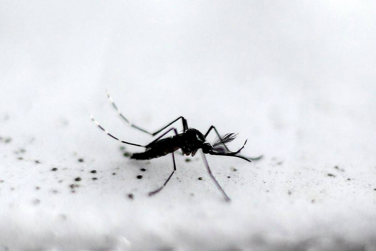 Expertos logran crear un escudo contra zika que protege al feto (Foto: ARCHIVO/VANGUARDIALIBERAL)