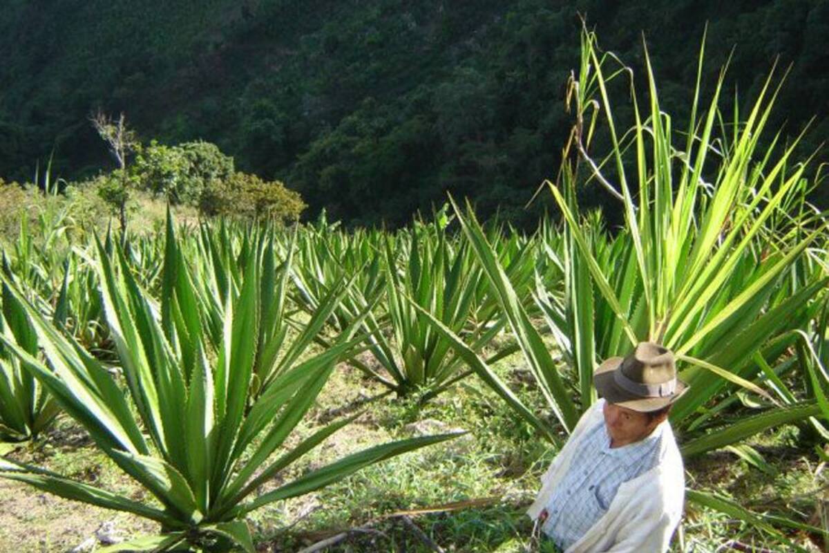 La audiencia que se cumplió en la Procuraduría General de la Nación pretende demostrar el grado de responsabilidad disciplinaria de varios exfuncionarios del Ministerio de Agricultura por la adjudicación de subsidios agrícolas del programa AIS. (Foto: Archivo/VANGUARDIA LIBERAL)