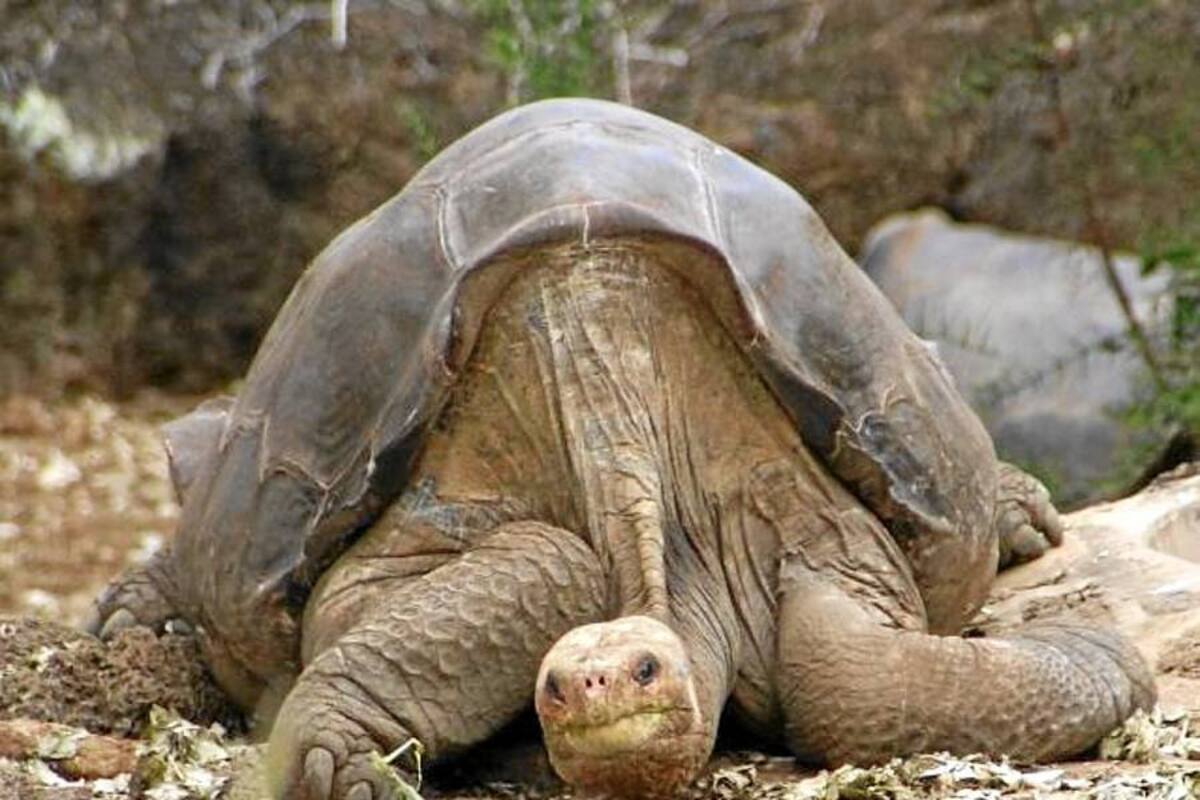 El "solitario Jorge", la última tortuga de su especie, murió de viejo (Foto: Tomada de Internet/VanguardiaLiberal)