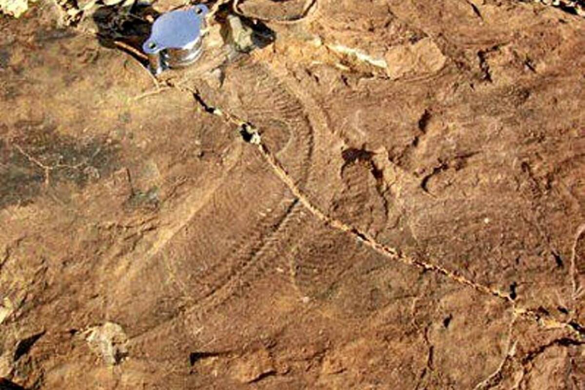 Una esponja namibia replantea fecha de aparición de vida animal en la Tierra (Foto: Tomado de internet/ VANGUARDIA LIBERAL)