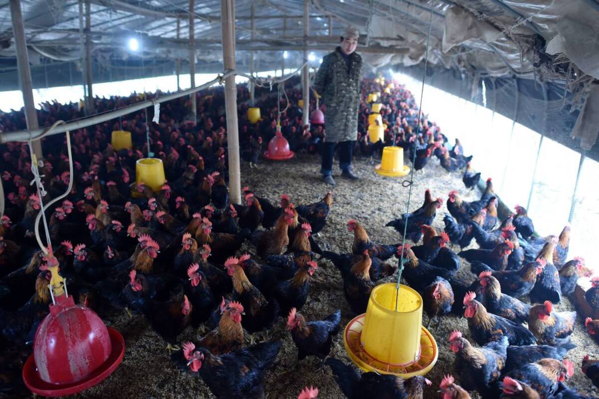 La avicultura crecería 2,7% al cierre de 2016. (Foto: Archivo /VANGUARDIA LIBERAL)