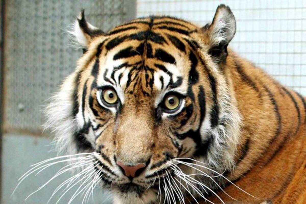 Un tigre mata a una trabajadora de un zoo británico (Foto: Tomada de Internet/ VANGUARDIA LIBERAL)