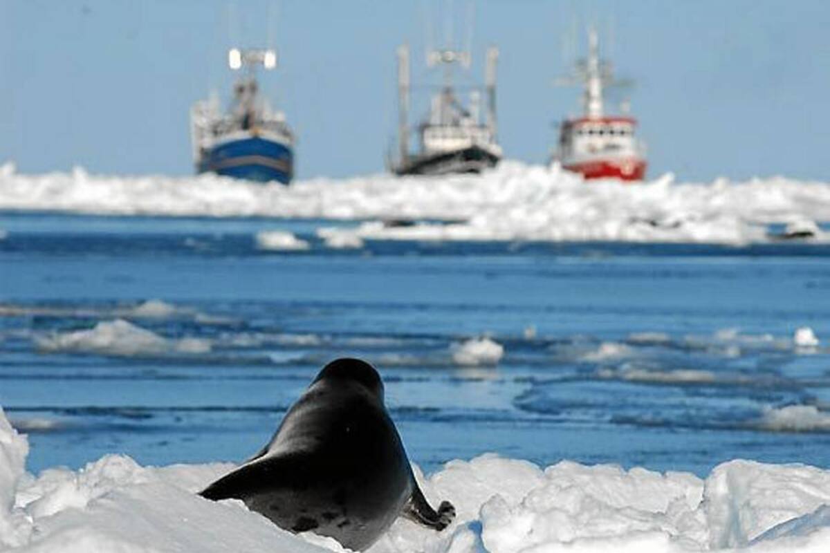 Canadá "defenderá" la caza de focas ante propuesta de limitar su comercio (Foto: Tomada de Internet/ VANGUARDIA LIBERAL)