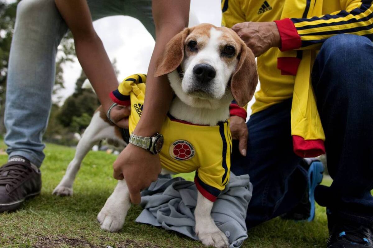El perro, el mejor amigo del hombre desde hace 40.000 años (Foto: ARCHIVO/VANGUARDIALIBERAL)