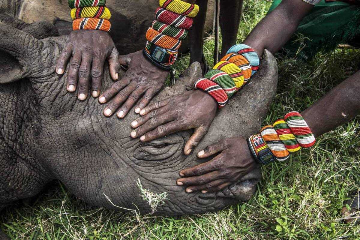 La extinción de los grandes animales acelera el cambio climático (Foto: Archivo /VANGUARDIA LIBERAL)