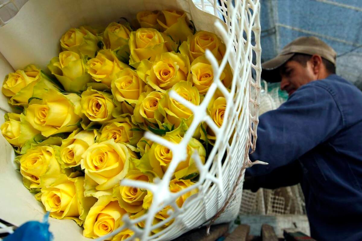 500 millones de flores exportaron floricultores para Día de San Valentín (Foto: Archivo / VANGUARDIA LIBERAL)