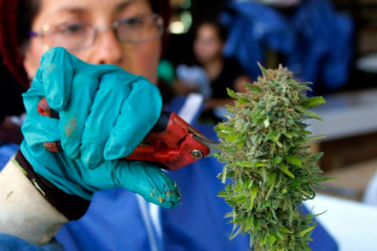En Cauca la marihuana pasó de ser tragedia a ser negocio (Foto: ARCHIVO/VANGUARDIALIBERAL)