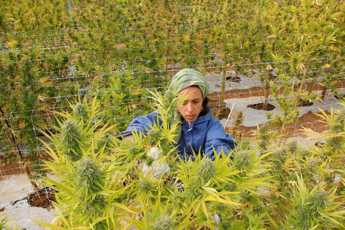 “Uso medicinal de la marihuana: más dudas que certezas” (Foto: Archivo /VANGUARDIA LIBERAL)