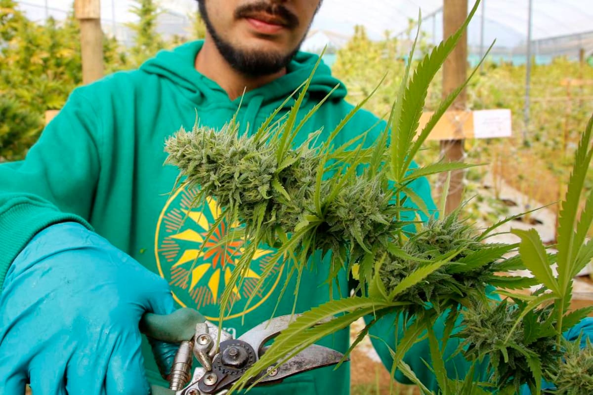 Al menos cuatro firmas están en evaluación para recibir en las próximas semanas nuevas licencias para empezar la producción de marihuana medicinal (Foto: ARCHIVO/VANGUARDIA LIBERAL)