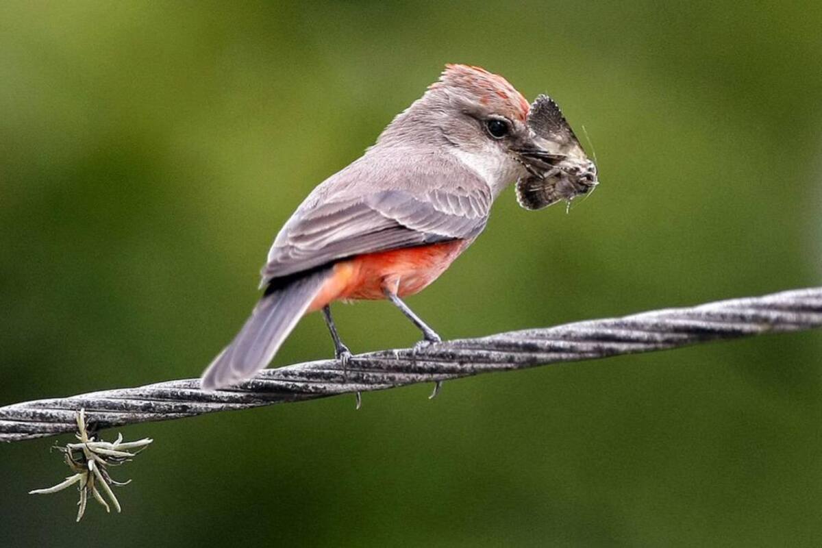 El ruido de Bogotá hace madrugar más a los pájaros (Foto: ARCHIVO/VANGUARDIALIBERAL)